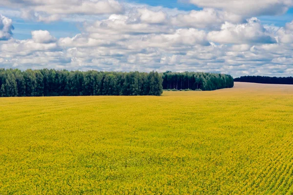 Maisfeld und Wald — Stockfoto