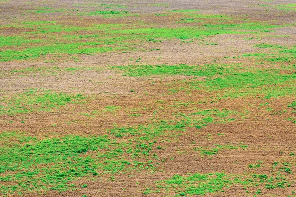 Земля с зеленой растительностью — стоковое фото