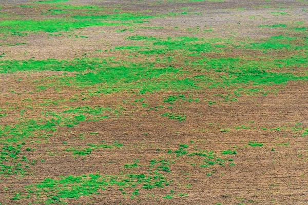 Земля с зеленой растительностью — стоковое фото