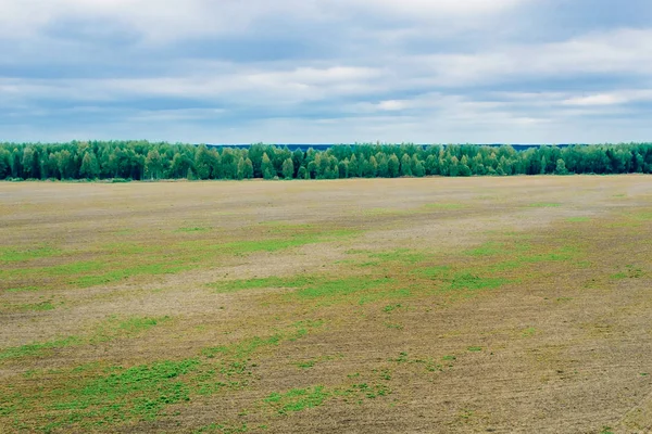 Plowed field and forest — Stock Photo, Image