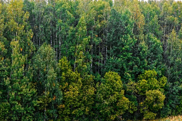 Textura del bosque de abedul —  Fotos de Stock