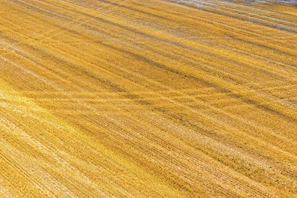 Campo colhido amarelo — Fotografia de Stock