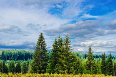 yakın ve uzak woods