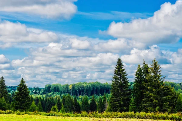 In de omgeving van en veel bossen — Stockfoto