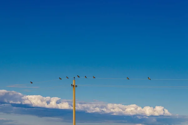 Crows on a wire — Stock Photo, Image