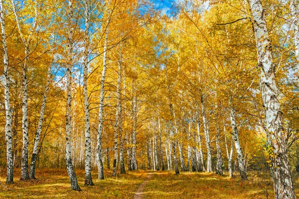 sonbahar huş ağacı orman