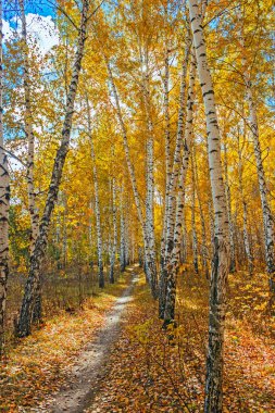 sonbahar huş ağacı orman