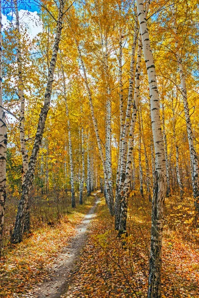 sonbahar huş ağacı orman