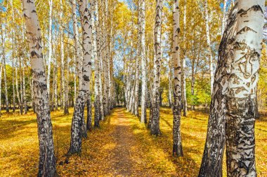 sonbahar huş ağacı orman
