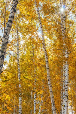 sonbahar huş ağacı orman