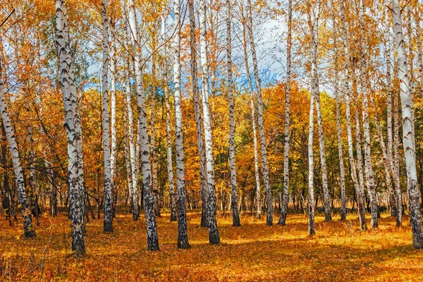 Herfst berk bos — Stockfoto