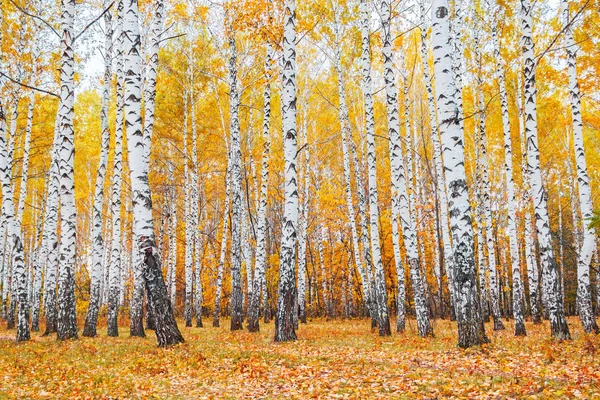 sonbahar huş ağacı orman