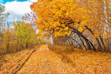 sonbahar bir ormanda yol