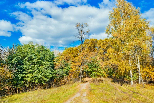 Estrada em uma floresta de outono — Fotografia de Stock