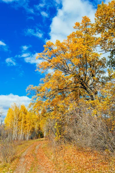 sonbahar bir ormanda yol