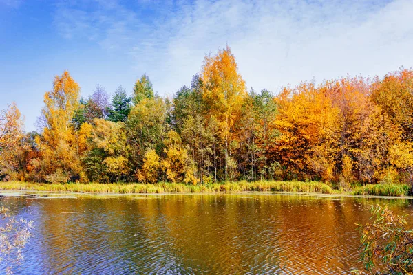 Göl kenarındaki sonbahar ormanı — Stok fotoğraf