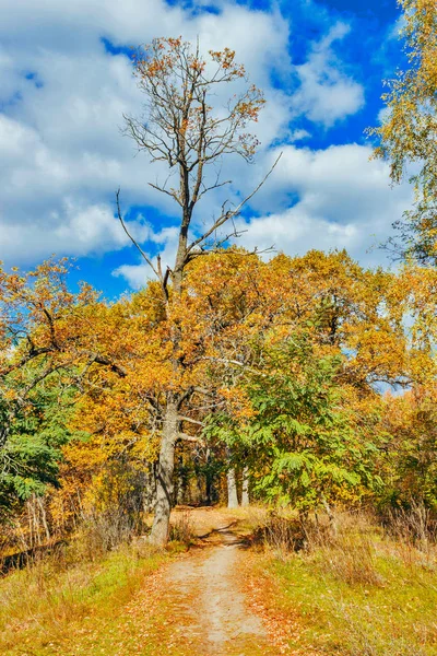 Vägen i en höst skog — Stockfoto