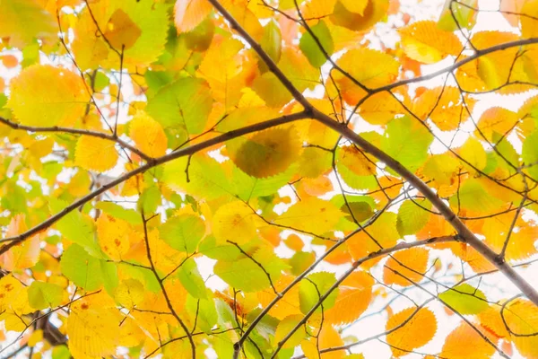 Sarı sonbahar yaprakları