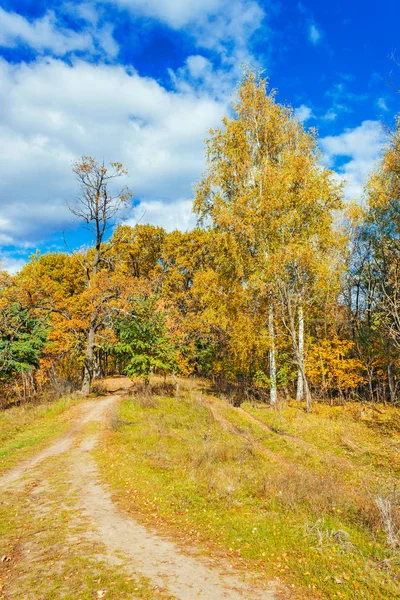 Vägen i en höst skog — Stockfoto