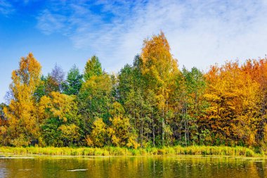 Göl kenarındaki sonbahar ormanı