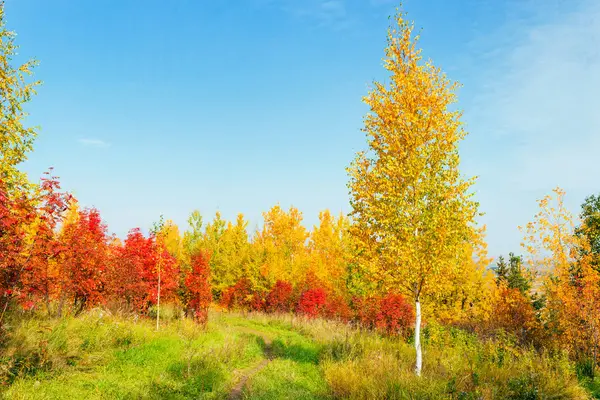 Camino en un bosque otoñal — Foto de Stock