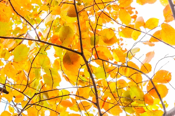 Yellow autumn leaves — Stock Photo, Image