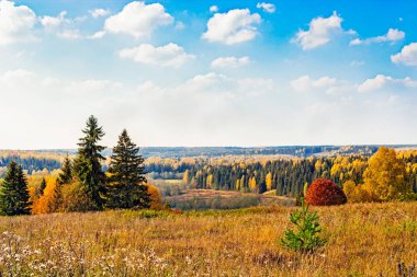 sonbahar orman manzarası