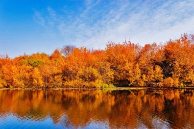 çalılar göl kenarında