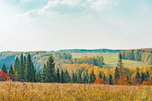 Otoño bosque paisaje — Foto de Stock