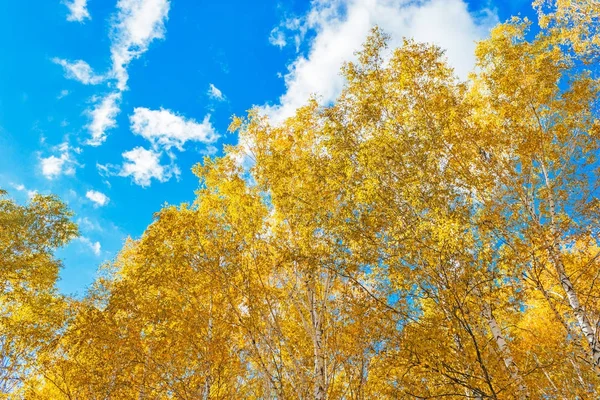 Yellow birch leaves — Stock Photo, Image