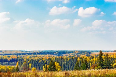 sonbahar orman manzarası