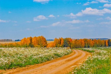 bir papatya alanda yol