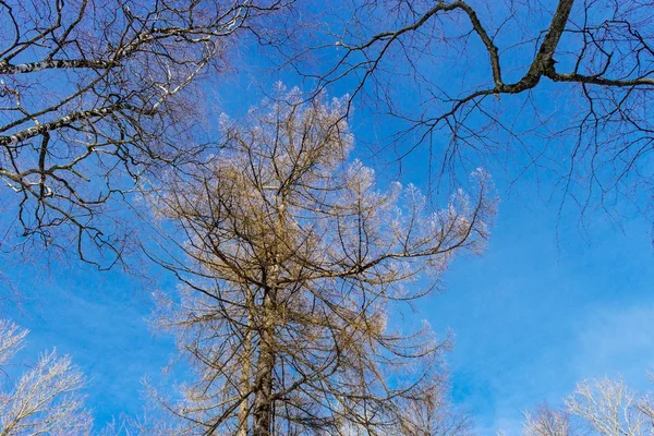 Frosted tree branches — Stock Photo, Image