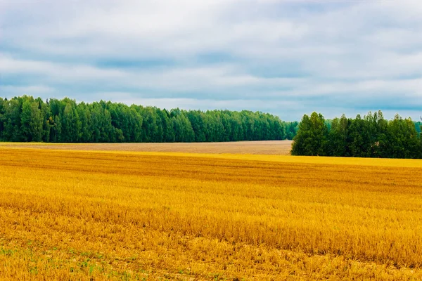 Campo cosechado y bosque — Foto de Stock