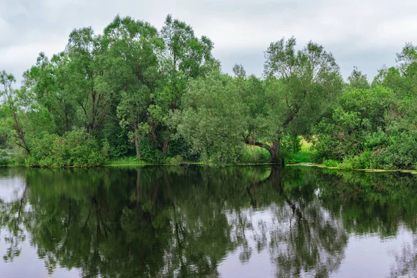 Lake and bushes — Stock Photo, Image