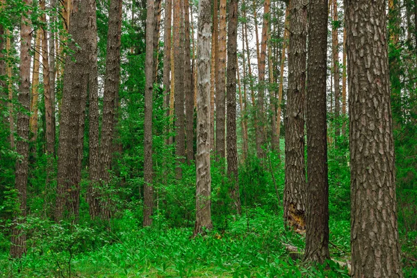 Сосновий ліс краєвид — стокове фото