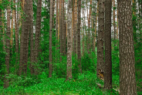 Paysage forestier de pins — Photo