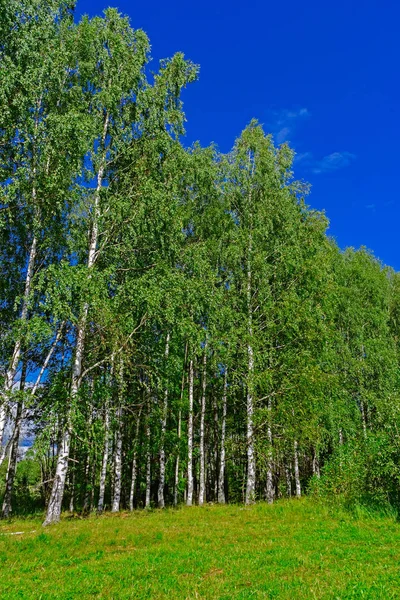 Birch grove in summer — Stock Photo, Image