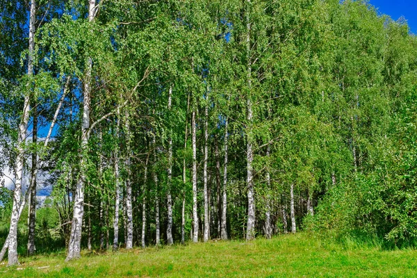 Березовий гай влітку — стокове фото