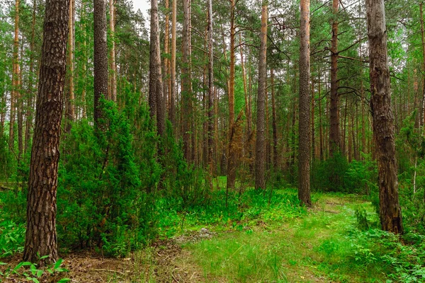 Paysage forestier de pins — Photo