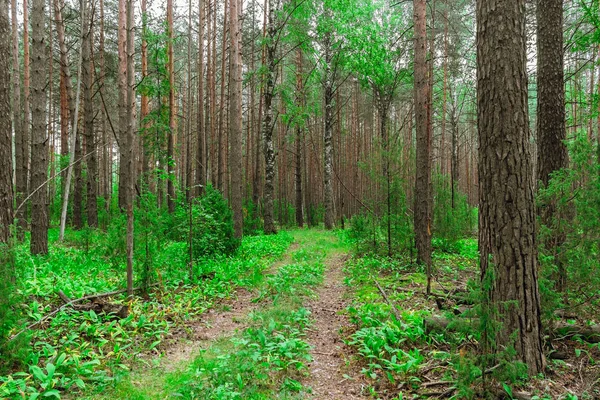 Pine boslandschap — Stockfoto