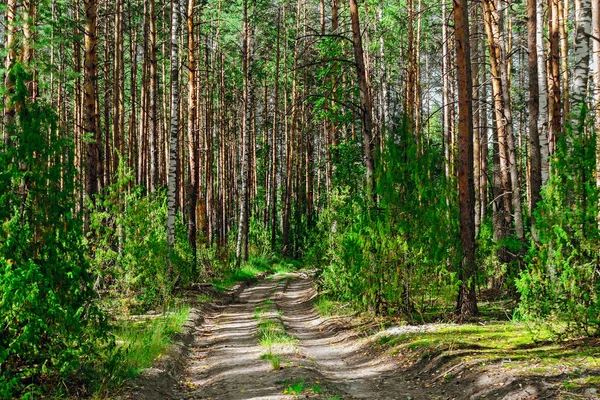 Pine boslandschap — Stockfoto