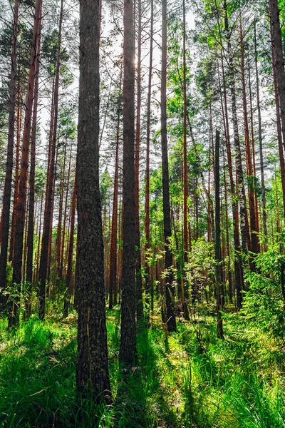 Paysage forestier de pins — Photo