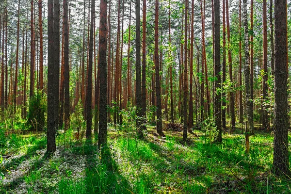 Pine boslandschap — Stockfoto