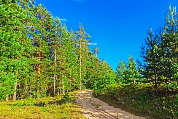 Borovice lesní krajina — Stock fotografie