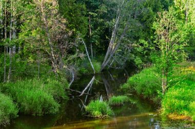 küçük nehir manzarası