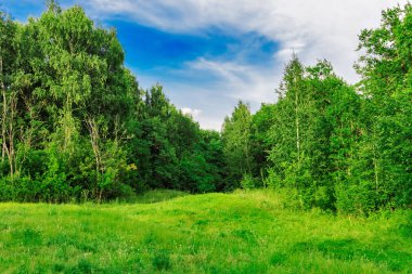 Ormandaki açıklık