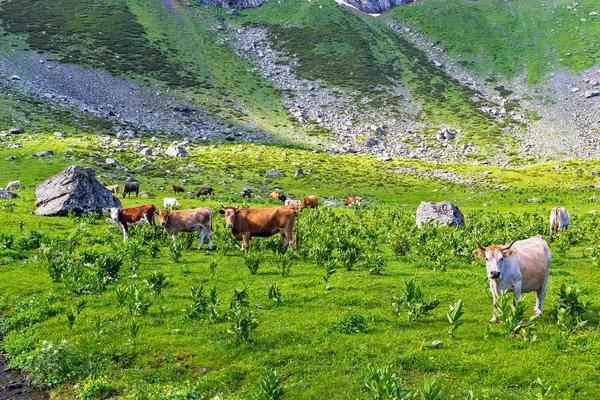 Krowy z cielętami na łące w górach — Zdjęcie stockowe