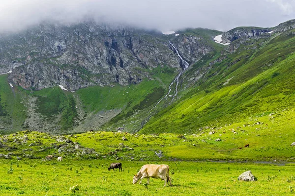 Krávy na louce na vysočině v letní den — Stock fotografie