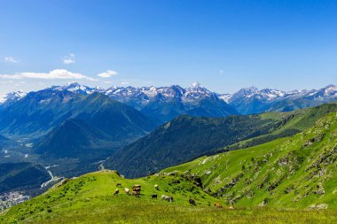 Bir yaz günü dağlık arazide bir çayırda inekler